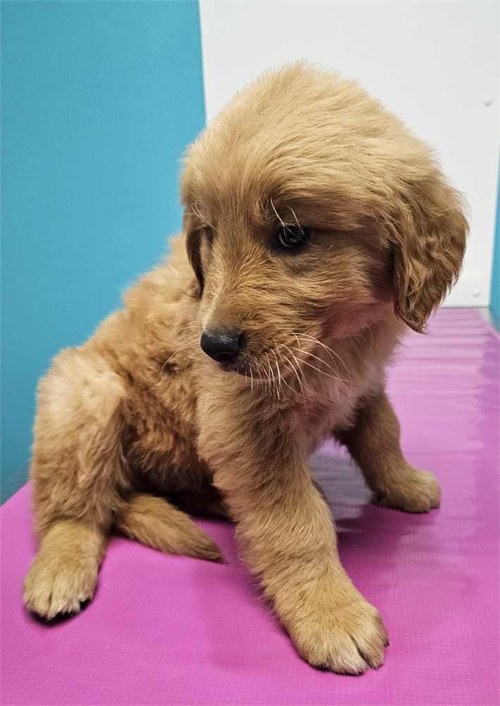 AKC Male Golden Retriever