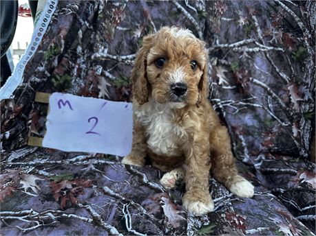Cockapoo clean usda