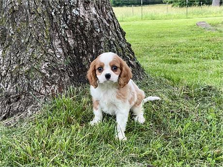 Male Cavalier 4