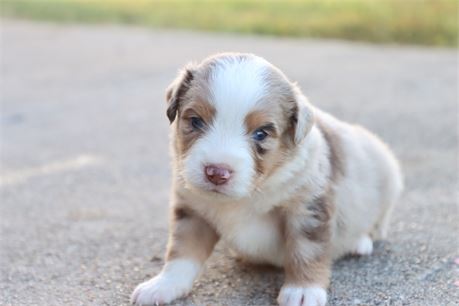 USDA CLEAN * ASDR Reg MINI Aussie