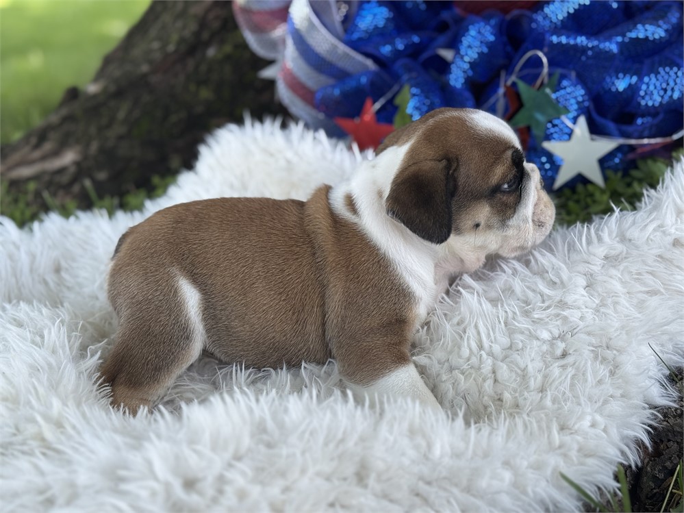 English Bulldog - Webber