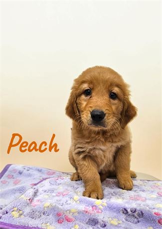 AKC Female Golden Retriever
