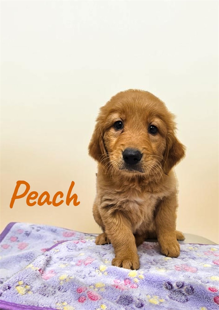 AKC Female Golden Retriever