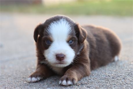 USDA CLEAN * ASDR Reg MINI Aussie