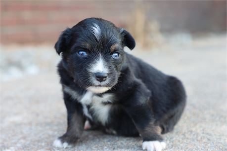 USDA CLEAN * ASDR Reg MINI Aussie