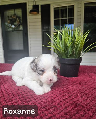 USDA Female Teddypoo