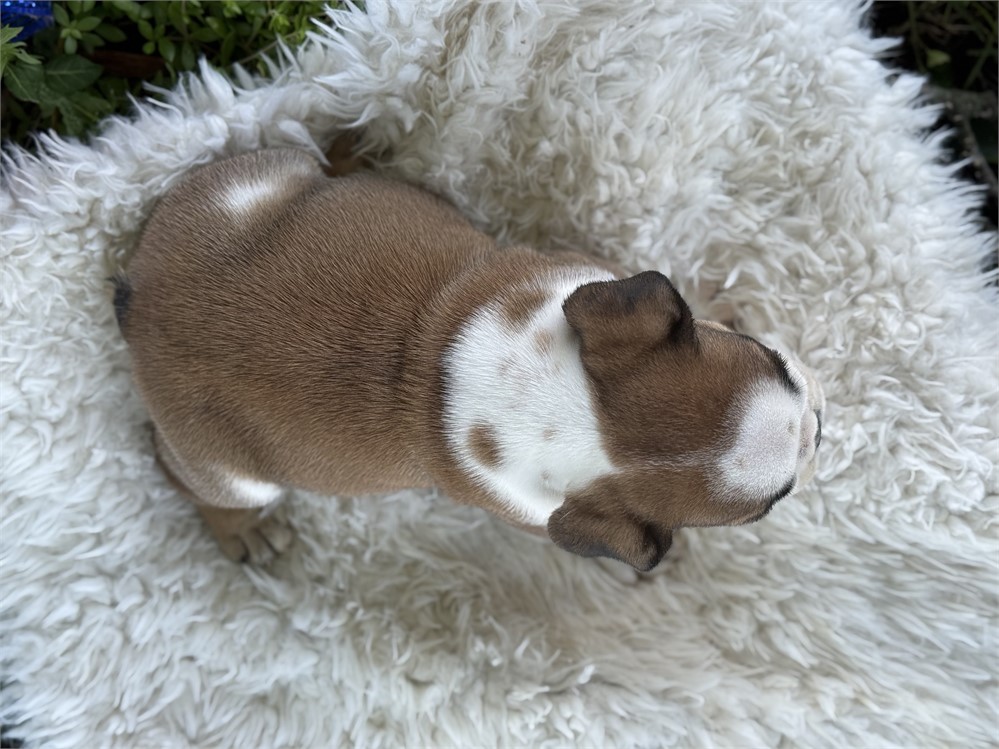 English Bulldog - Webber
