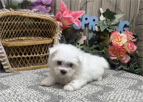 Female Maltese