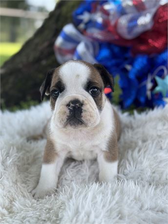 English Bulldog - Webber