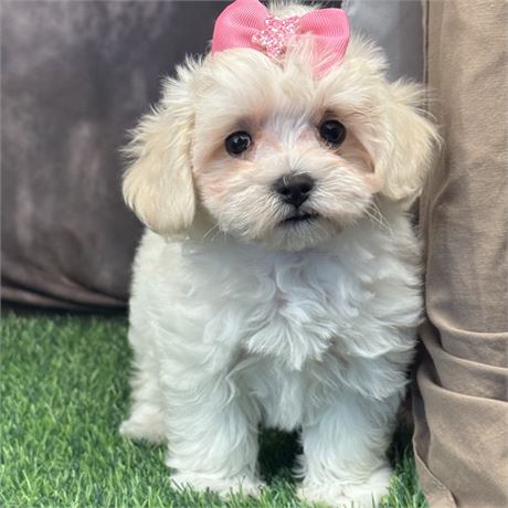 Female Morkie-Poo