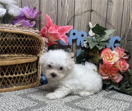 Female Maltese