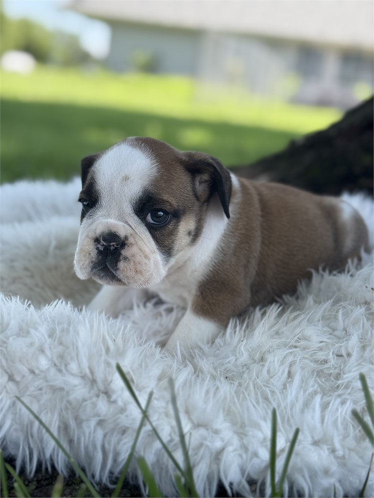 English Bulldog - Webber