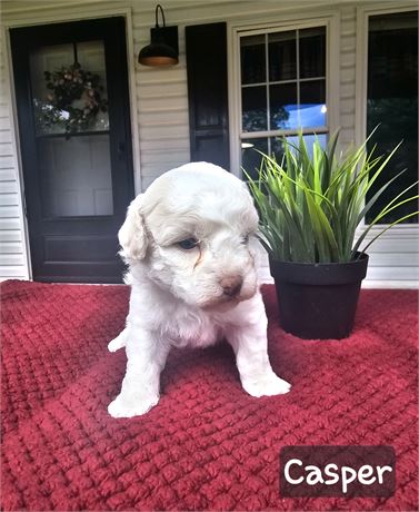 USDA Male Teddypoo