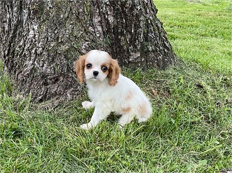 Male Cavalier 5