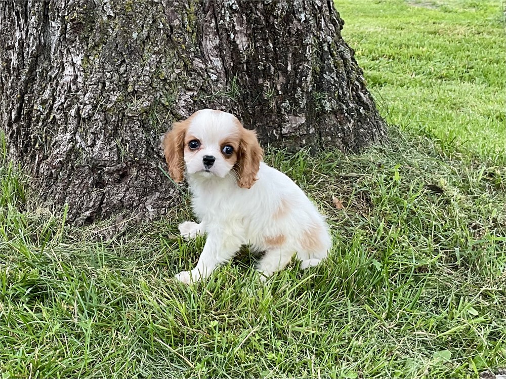 Male Cavalier 5
