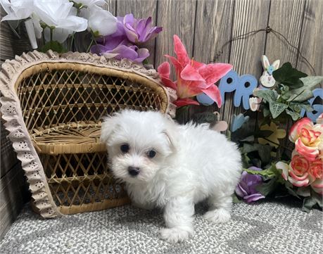 Male Maltese