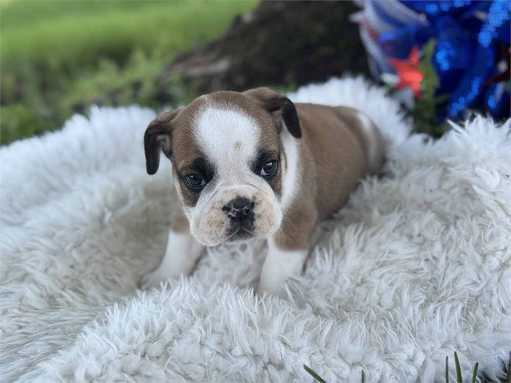 English Bulldog - Webber