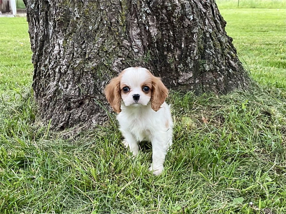 Male Cavalier 5