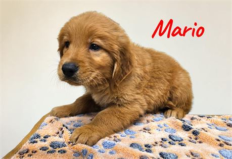AKC Male Golden Retriever
