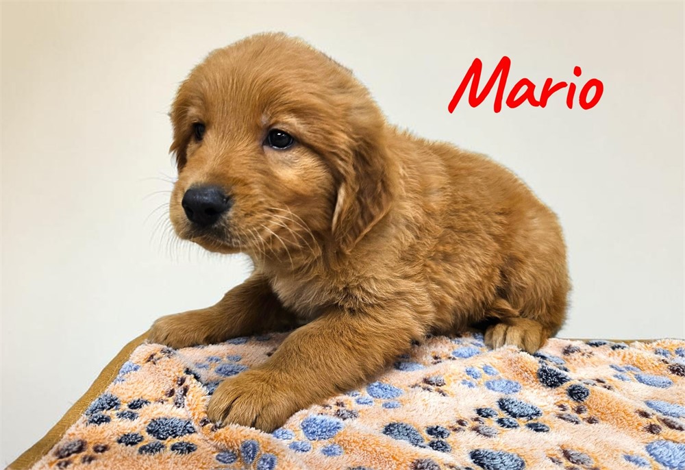 AKC Male Golden Retriever