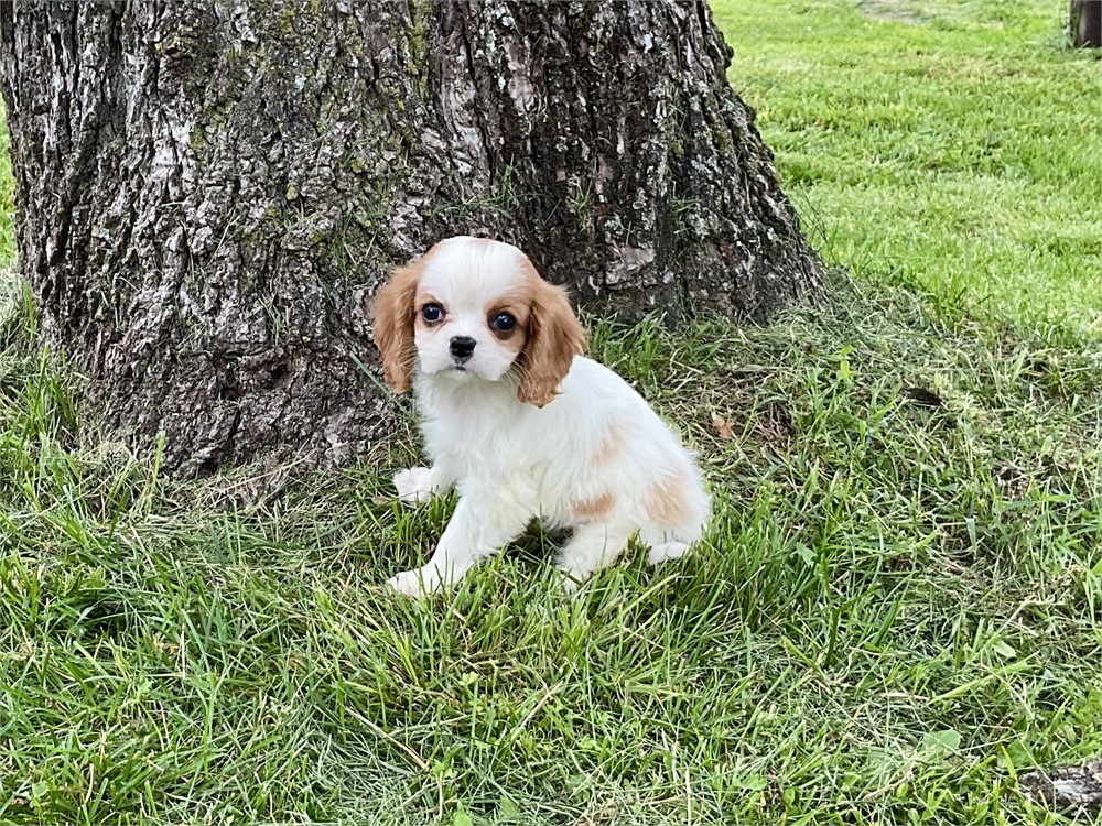 Male Cavalier 5