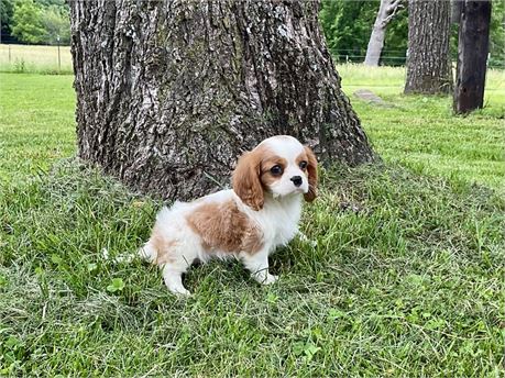 Male Cavalier