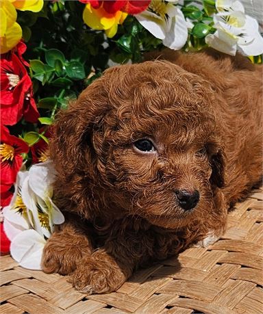 Cute little Guy - # 6102
