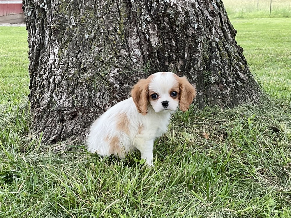 Male Cavalier 5