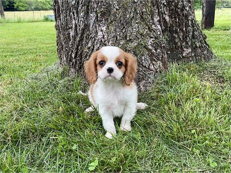Male Cavalier 3