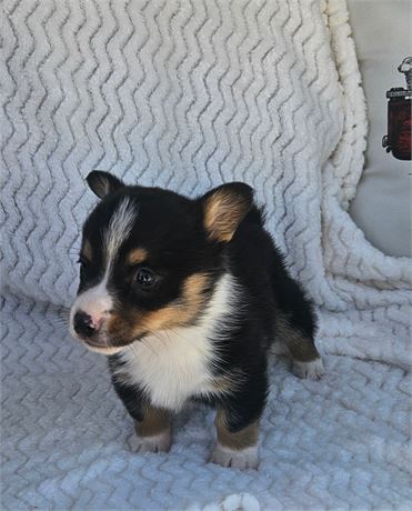 Adorable Guy - #2443