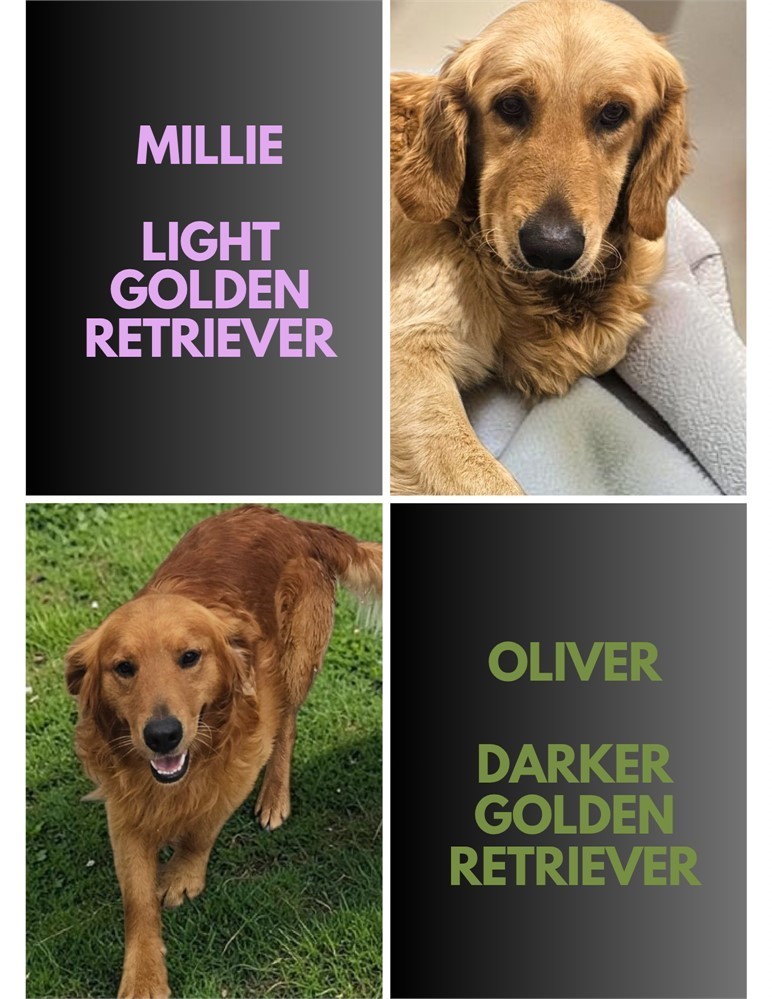 AKC Female Golden Retriever