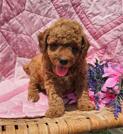 Cute little Girl - # 6103