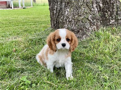Male Cavalier 2
