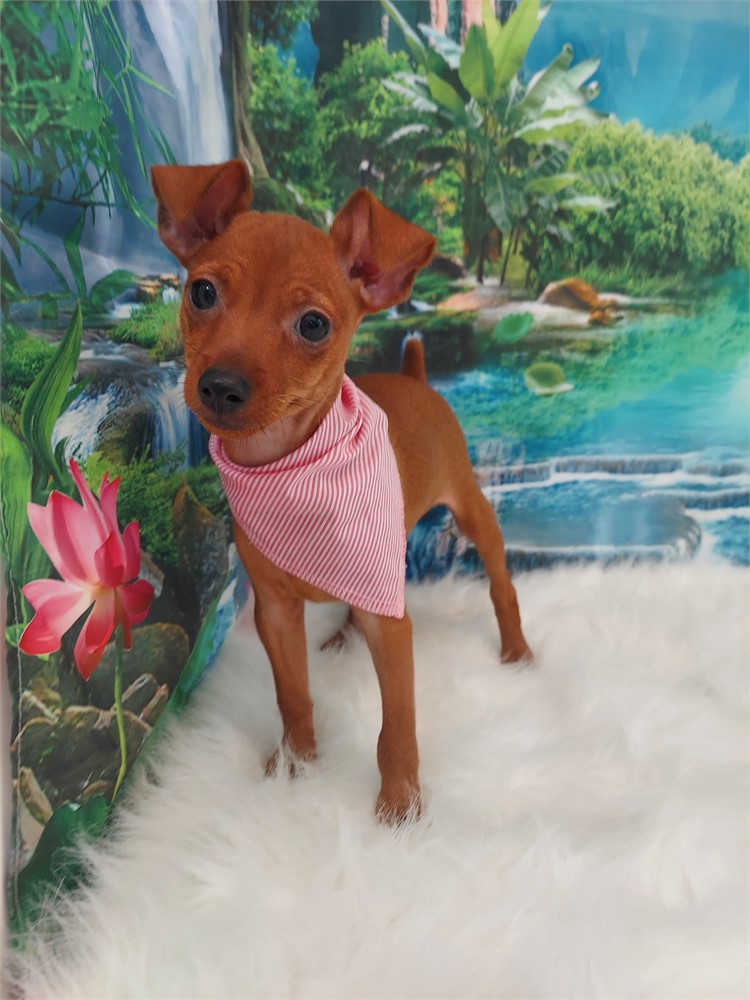 Miniature Pinscher