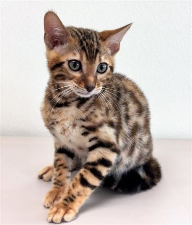 Bengal 26215-01
