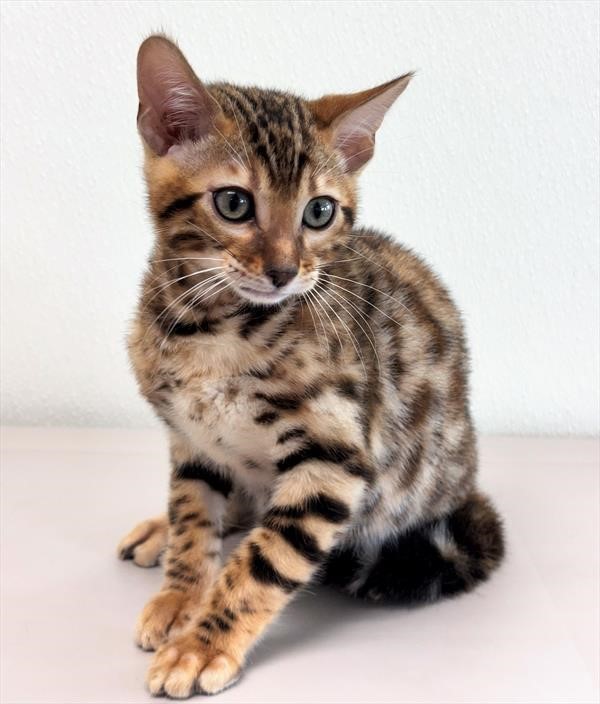 Bengal 26215-01