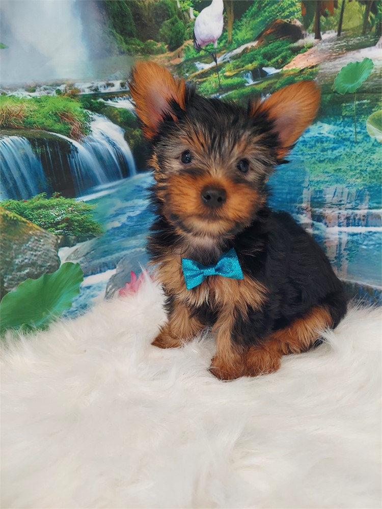 Yorkshire Terrier