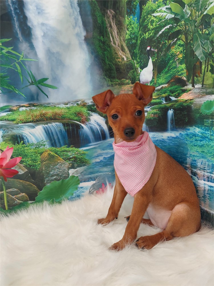 Miniature Pinscher