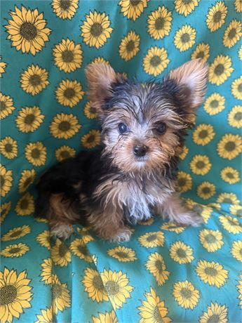 Male yorky