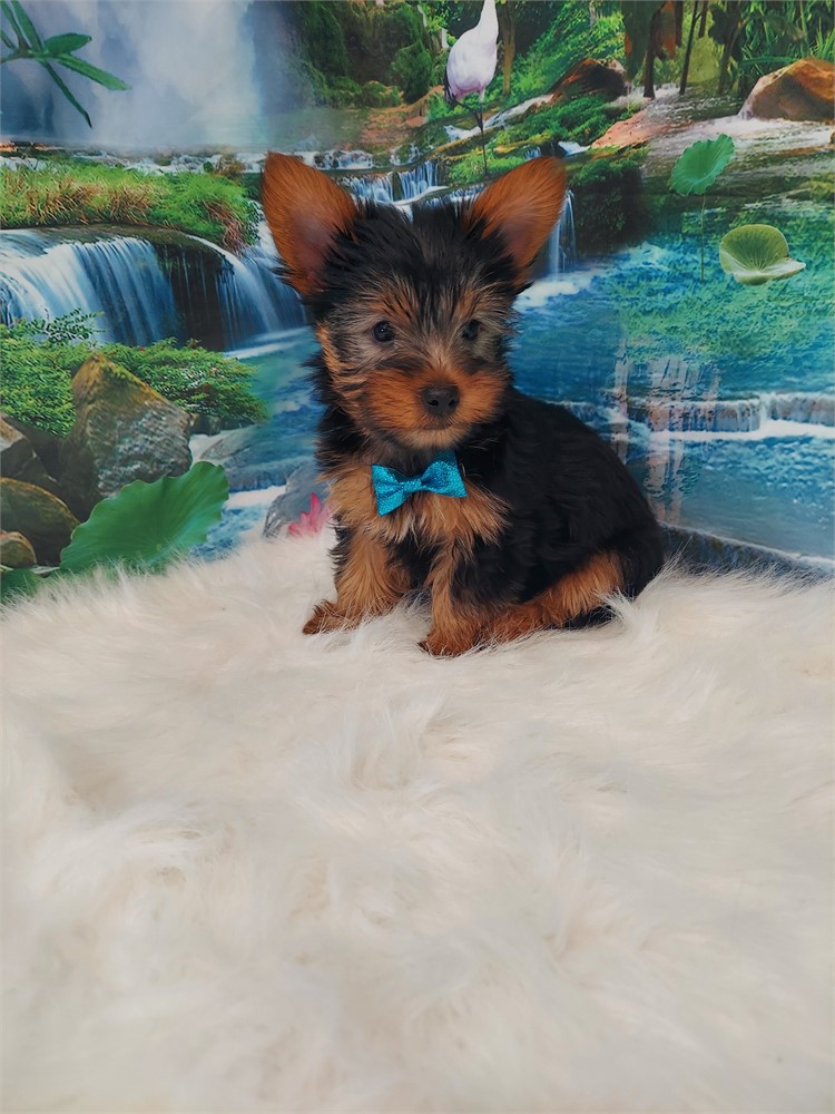 Yorkshire Terrier