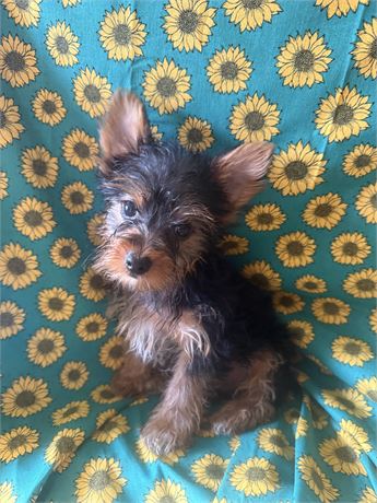 Male yorky