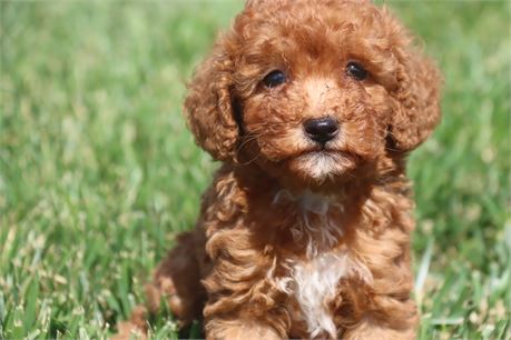 Female Poodle