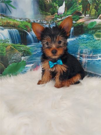 Yorkshire Terrier