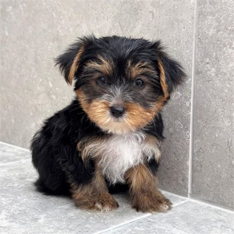 Yorkie 26209-03
