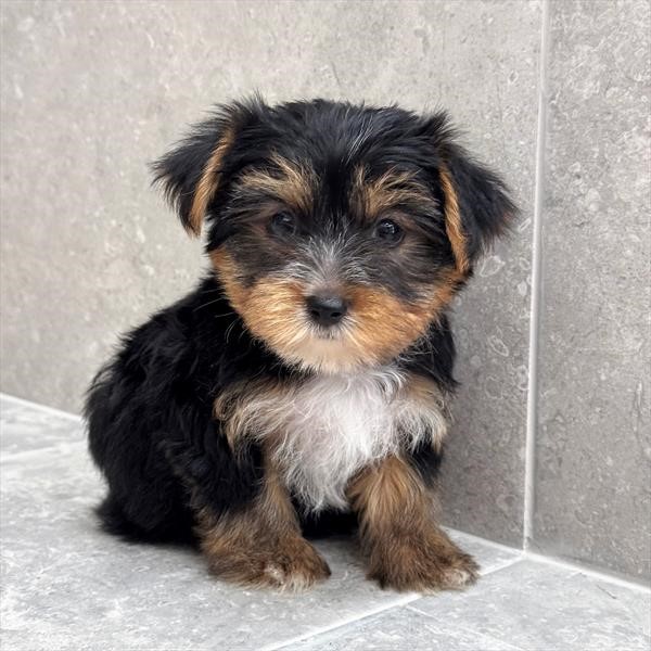 Yorkie 26209-03