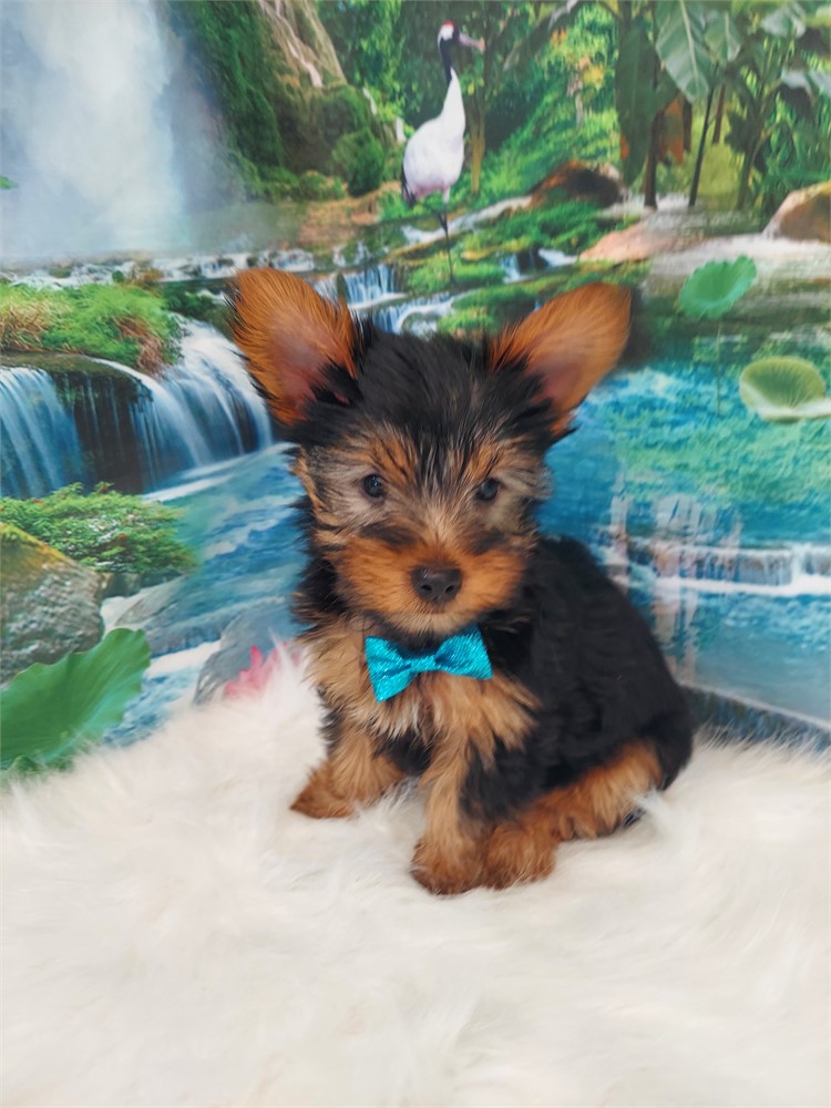 Yorkshire Terrier