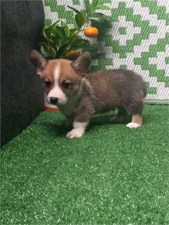 [  Harry ]  Cocker  boy