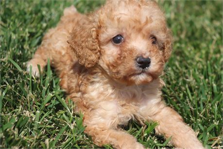Female Poodle