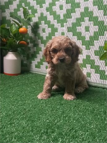 [  Levi ]  Cocker  boy