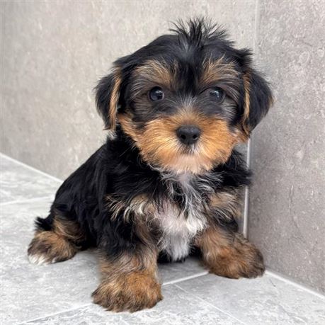 Yorkie 26209-01